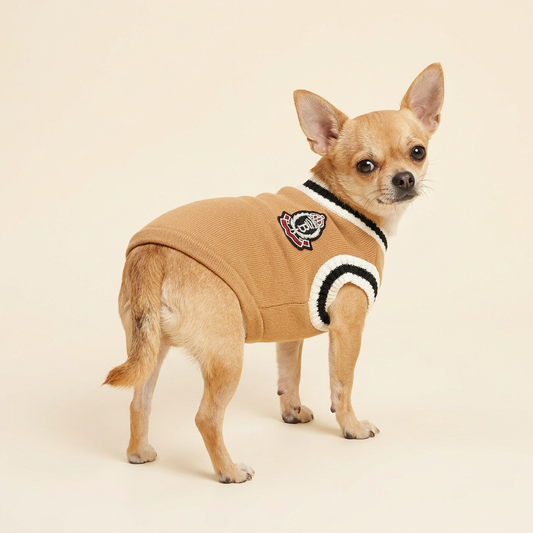 Chihuahua modeling Khaki Preppy Pet Vest