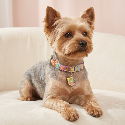 Yorkshire terrier wearing Blossom Orange Fruit Charm collar