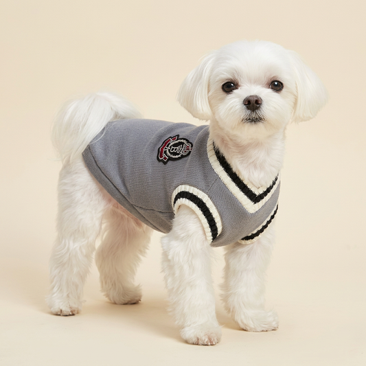 Maltese modeling Grey Preppy Pet Vest